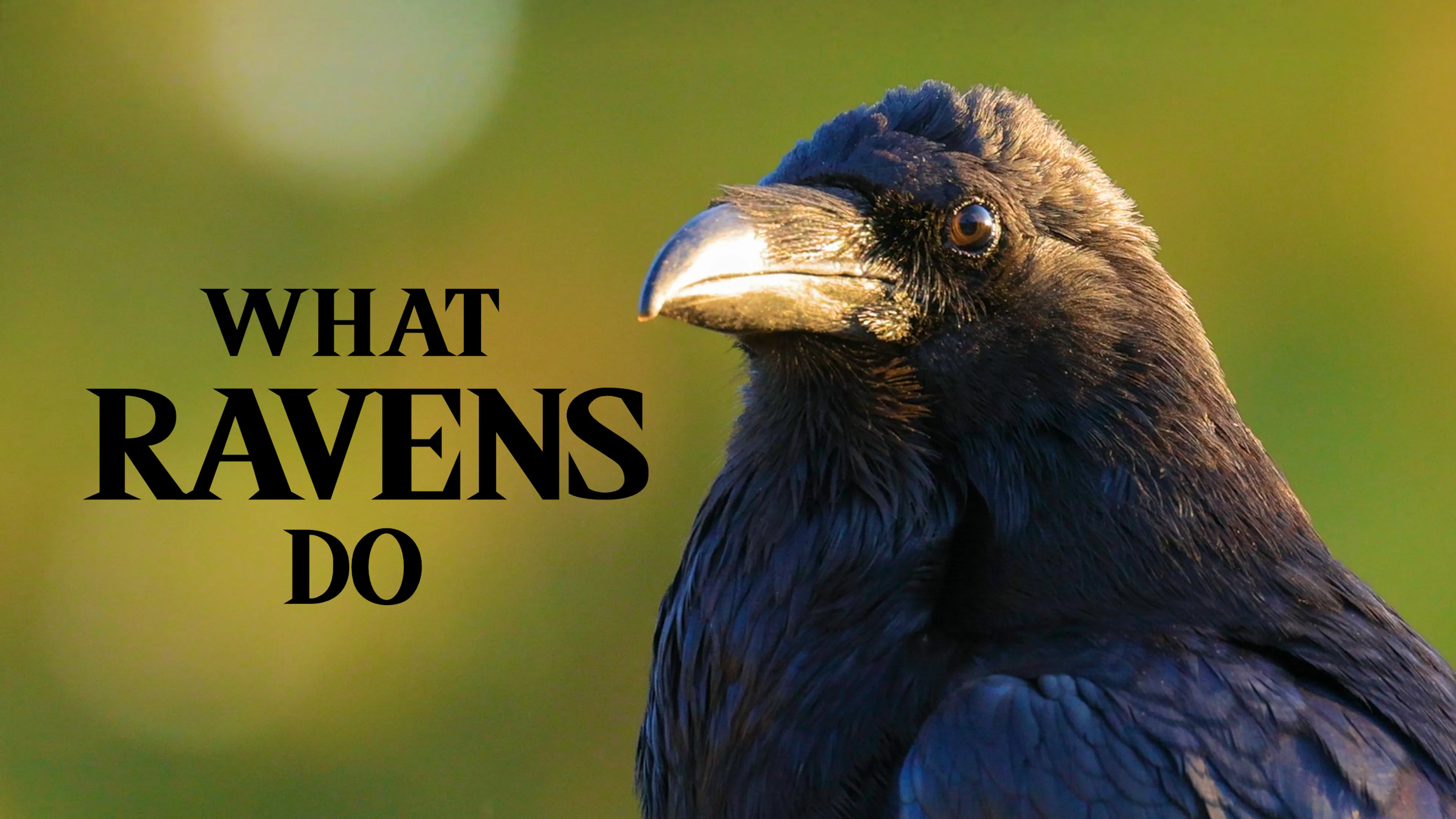 What Ravens Do poster